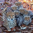 r/BeAmazed - Mama cheetah posing with bunch of her Cheetos.