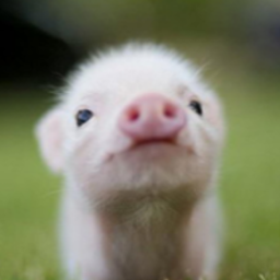 r/Eyebleach icon