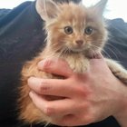 r/OneOrangeBraincell - Found it in a dumpster. It hissed. It's mine.