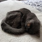 r/cats - After 23 years together I think we’re at the end and I can’t stand it