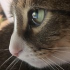 r/cats - I just took the best photo in human history