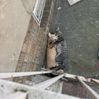 r/cats - Saw this on my walk to work