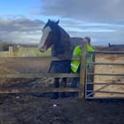r/AnimalsBeingBros - Horse prevents human from getting squashed