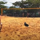 r/AnimalsBeingBros - Best teammate