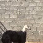 r/WatchPeopleDieInside - The moment you realise you're a sheep, not a goat like the others