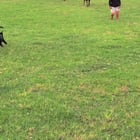 r/AnimalsBeingBros - Cat Saves Kid from Charging Goat
