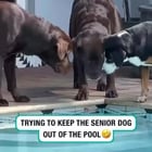 r/AnimalsBeingBros - Younger dogs trying to prevent the veteran from going in the pool on its own