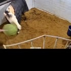 r/AnimalsBeingDerps - Horse does a victory jump after landing a sack into a basket