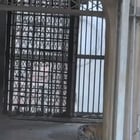 r/FunnyAnimals - Cub’s great escape instantly canceled by Mum