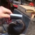 r/BeAmazed - This man brushes a crow and stopped, but the bird gives the brush back as it wanted more.