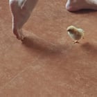 r/Eyebleach - "Look, I can do that too" 🐥