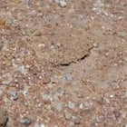 r/animalsdoingstuff - wolf spider just said "stop this sh*t bro"